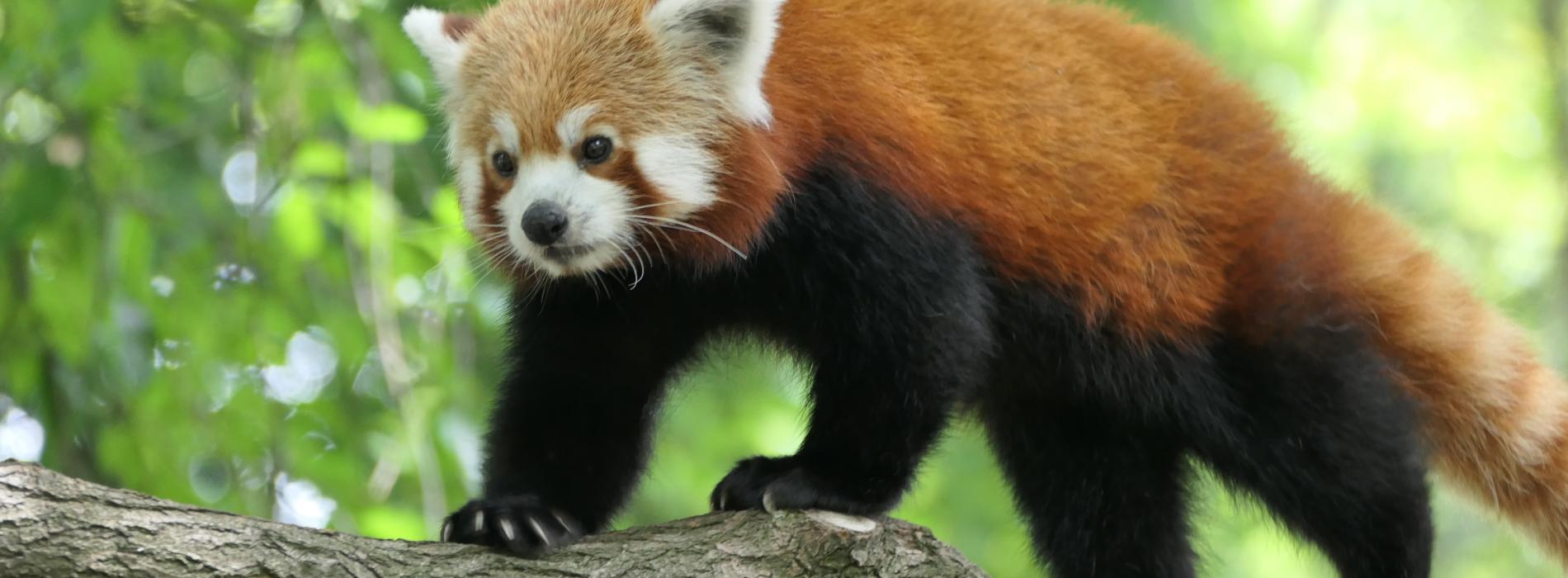 Panda Ruda w Ogrodzie
